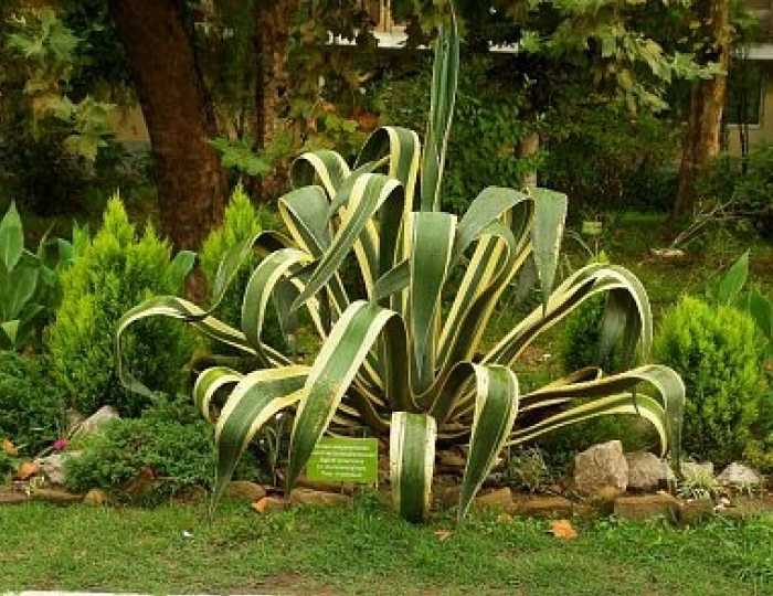 Дендропарк - Пансионат «Бургас»