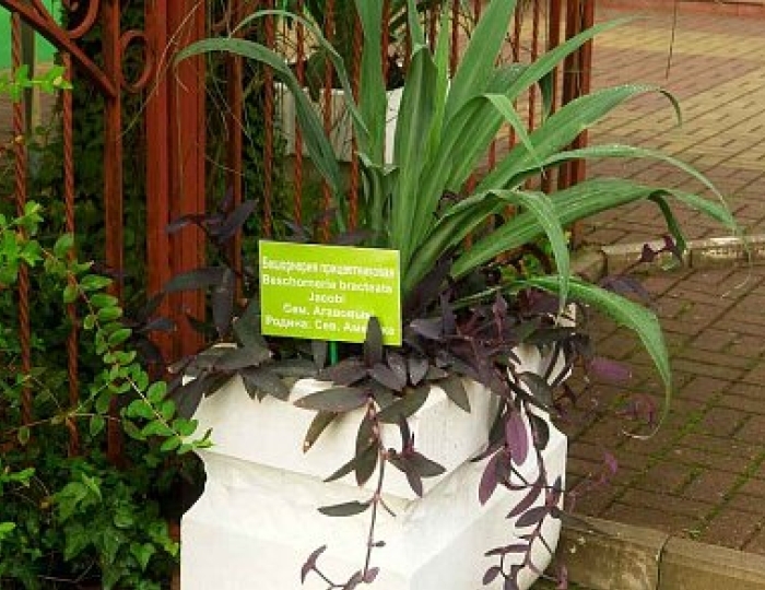 Дендропарк - Пансионат «Бургас»