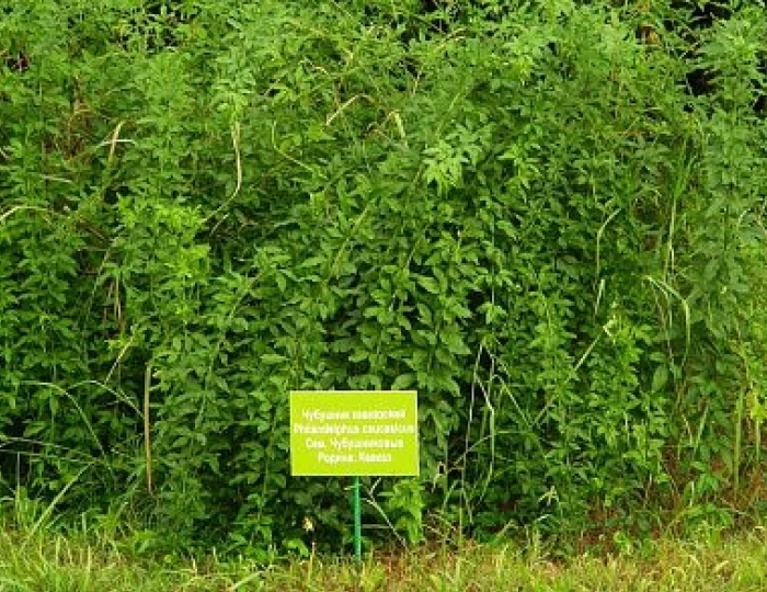 Дендропарк - Пансионат «Бургас»